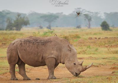 rhino - fjarribas