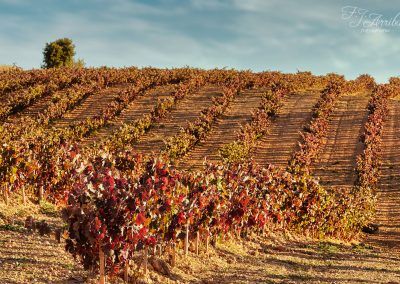 ribera del duero - fjarribas