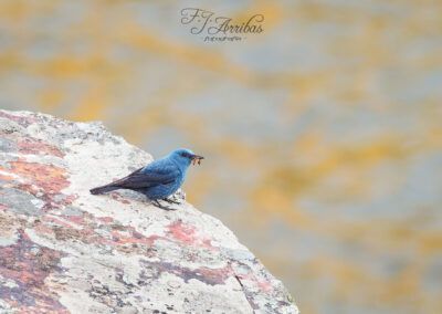 roquero solitario - blue rock-thrush - fjarribas
