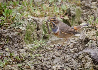 ruisenor pechiazul - bluethroat - fjarribas
