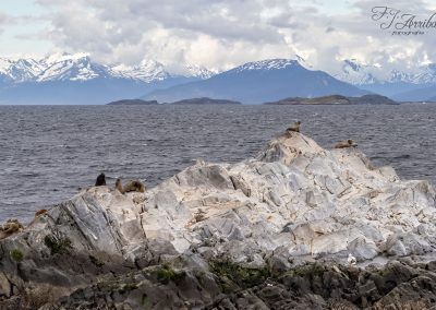 sea lion island - fjarribas