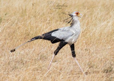 secretario - secretary bird - fjarribas