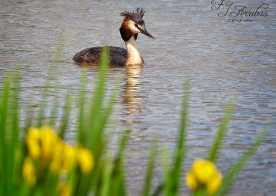 somormujo lavanco - great crested grebe - fjarribas
