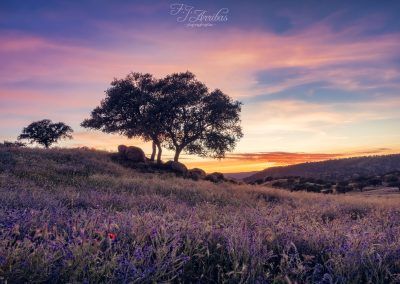 spring colors - fjarribas