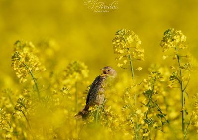 spring song - fjarribas