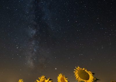 starflowers - fjarribas