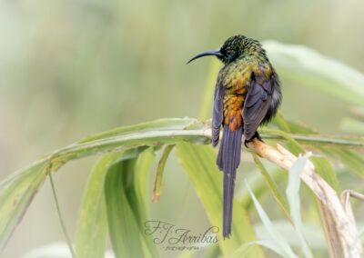 suimanga bronceado - bronze sunbird - fjarribas