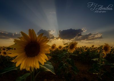 sunflowers - fjarribas