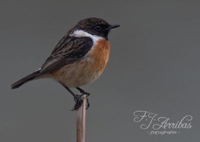 tarabilla comun - common stonechat - fjarribas
