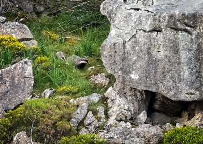 tejon con cria - fjarribas