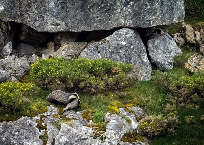 tejon con cria - fjarribas