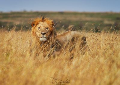 the king - fjarribas