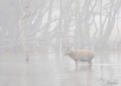 through the fog - fjarribas