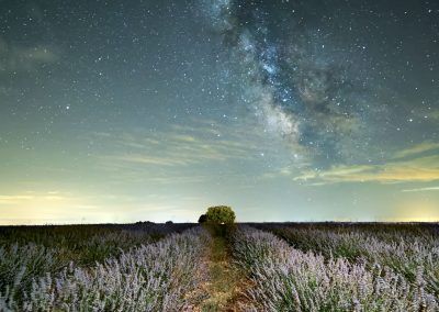nocturnas con olor a lavanda - fjarribas