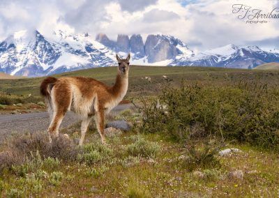 torres del paine - fjarribas