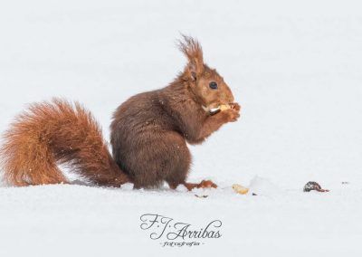 a treasure in the snow - fjarribas