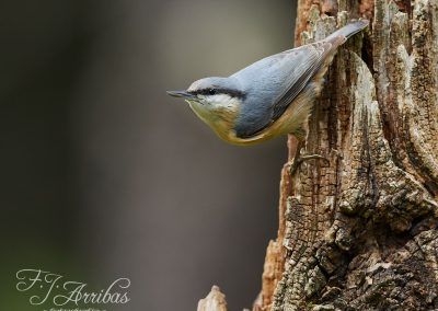trepador azul - eurasian nuthatch - fjarribas