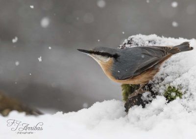 trepador azul - eurasian nuthatch - fjarribas