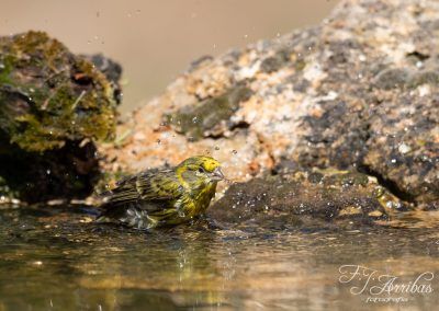 serin verdecillo - european serin - fjarribas