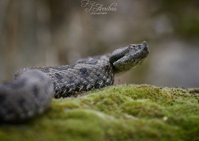 vibora hocicuda - lataste viper - fjarribas