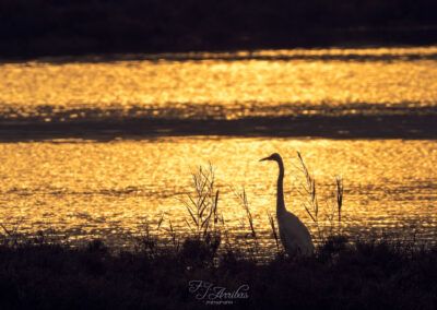 when the sun goes down - fjarribas