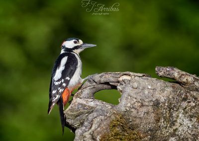 woody woodpecker - fjarribas