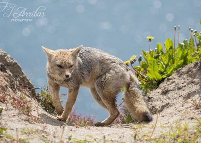 zorro colorado fueguino - fuegian red fox - fjarribas